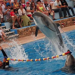 Dolphin Show in Sharm El Sheikh