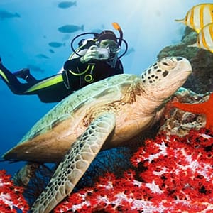 Scuba Diving at Ras Mohamed