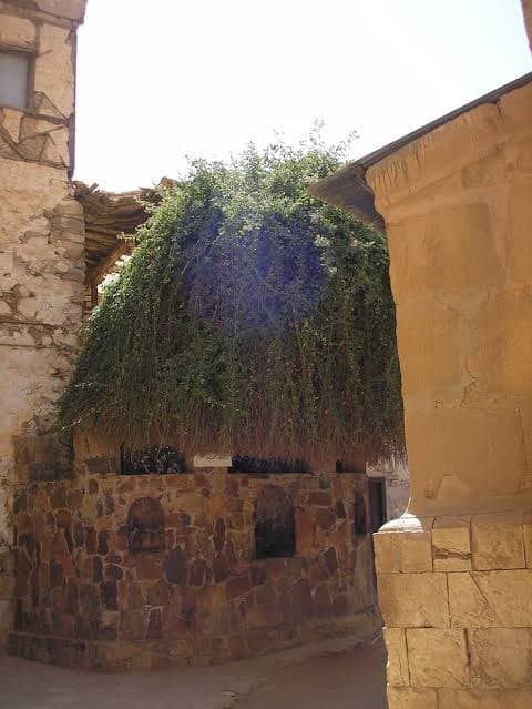 Burning Bush Sinai